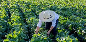 청년농업인 영농정착지원사업